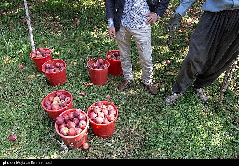 برداشت سیب از باغات ارومیه