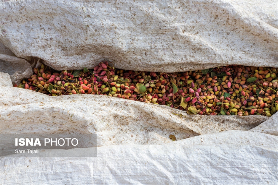 برداشت پسته از باغات زنگی آباد کرمان