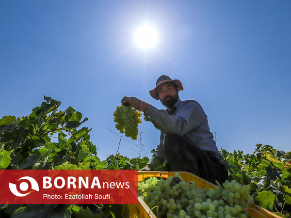 برداشت انگور در روستای آقداش