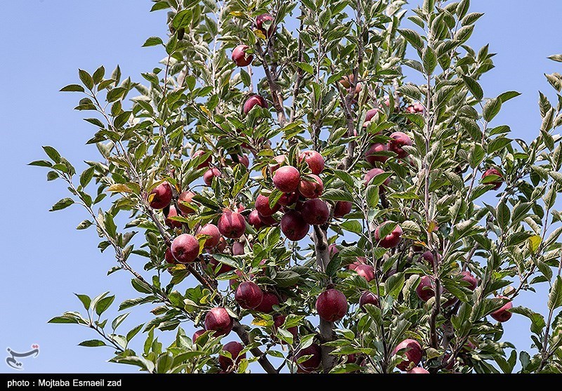 برداشت سیب از باغات ارومیه