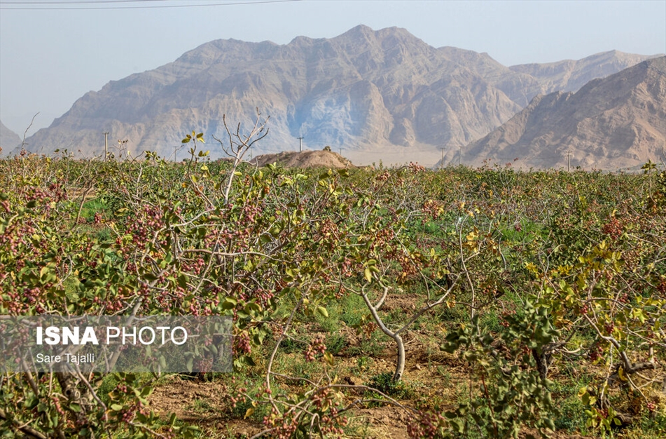 برداشت پسته از باغات زنگی آباد کرمان