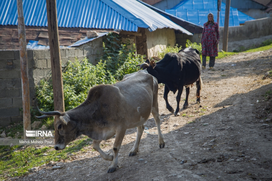 دامداری در روستاهای مازندران