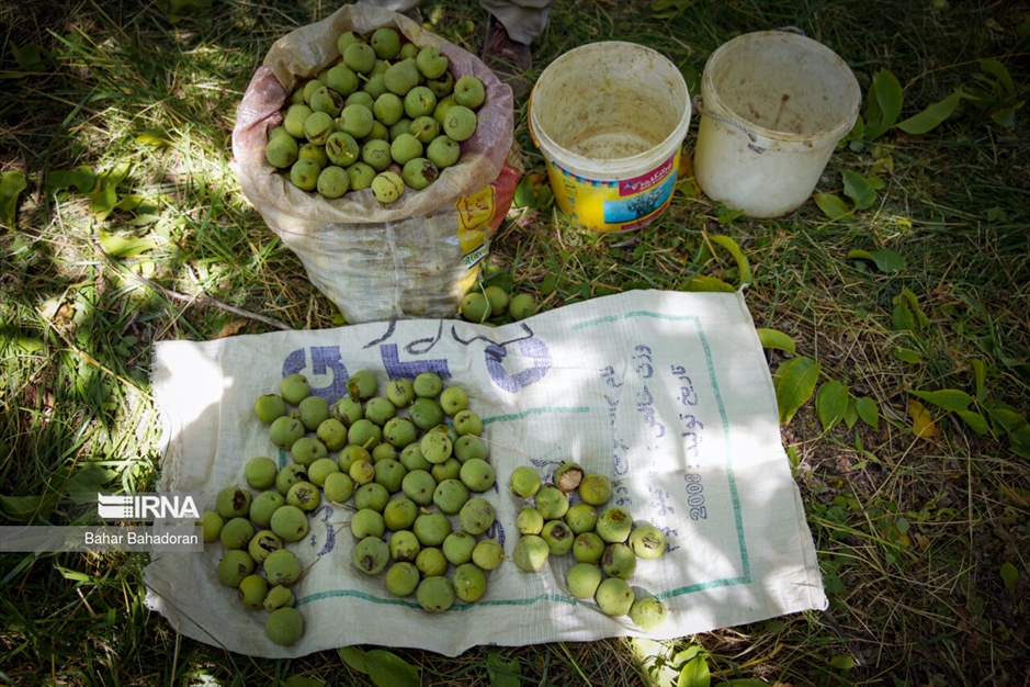 برداشت گردو در روستاهای کهگیلویه و بویراحمد