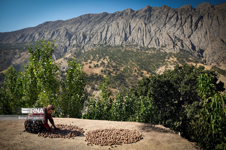 برداشت گردو در روستاهای کهگیلویه و بویراحمد