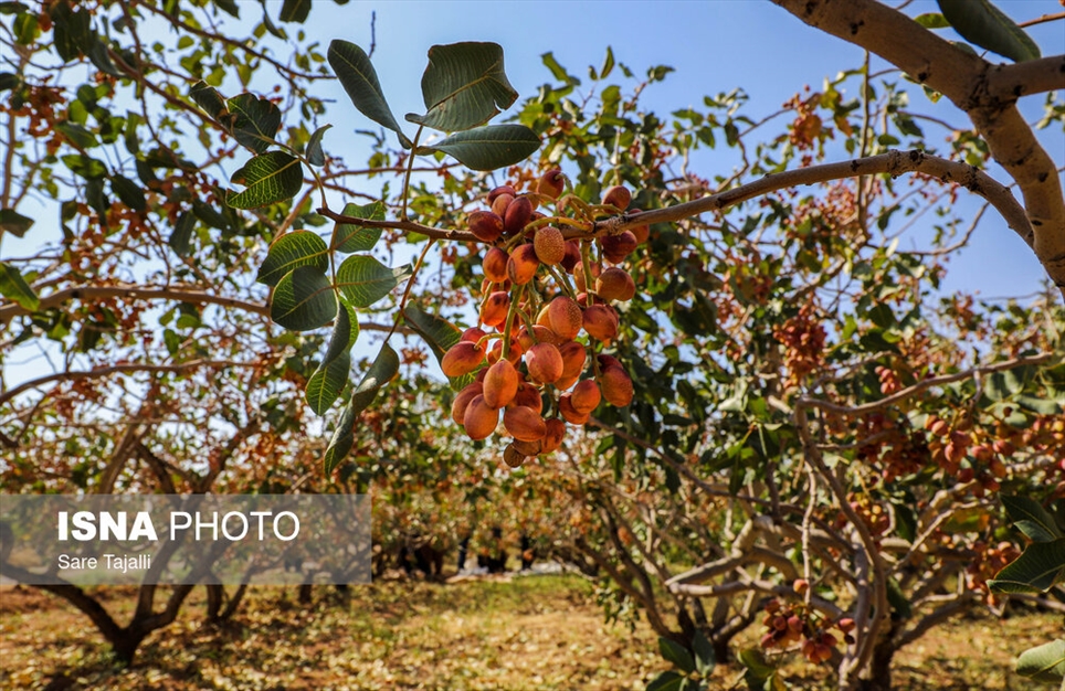 برداشت پسته از باغات زنگی آباد کرمان