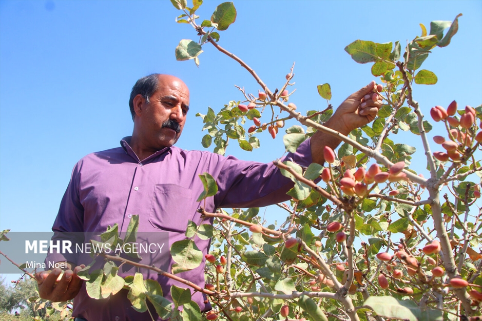 جشنواره پسته قشلاق