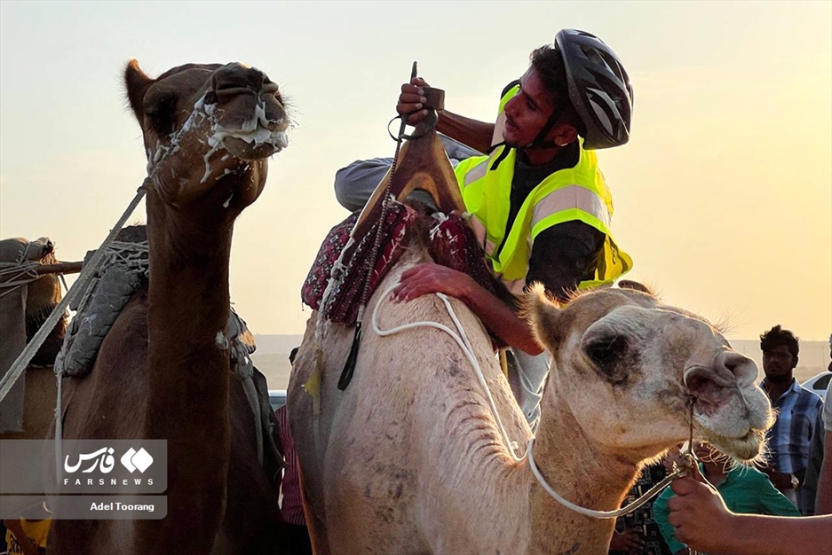 «مسابقه شترسواری» در روستای کورزین قشم
