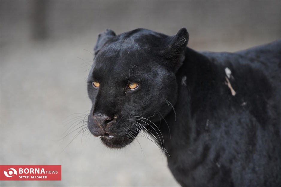 گربه سانان باغ وحش صفادشت