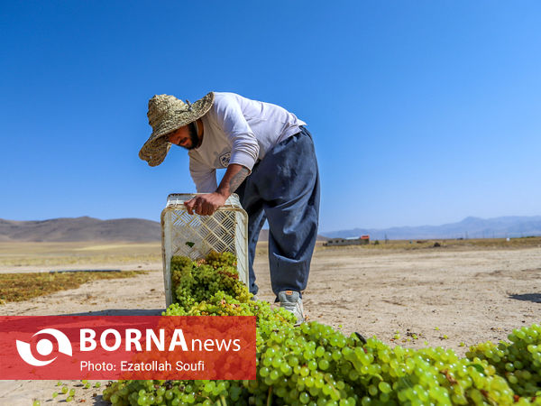 برداشت انگور در روستای آقداش