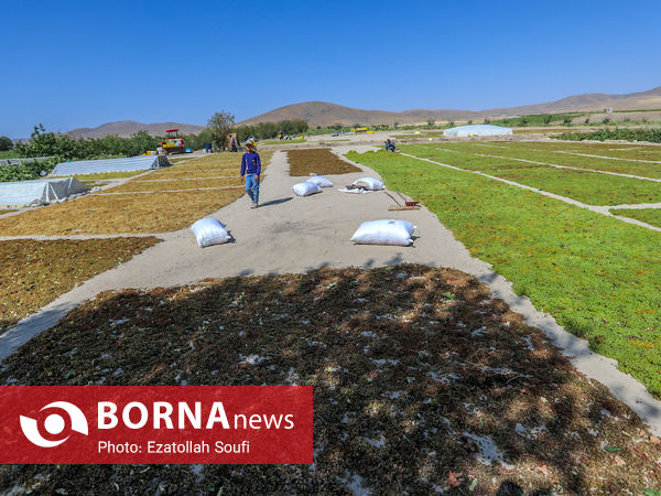 برداشت انگور در روستای آقداش