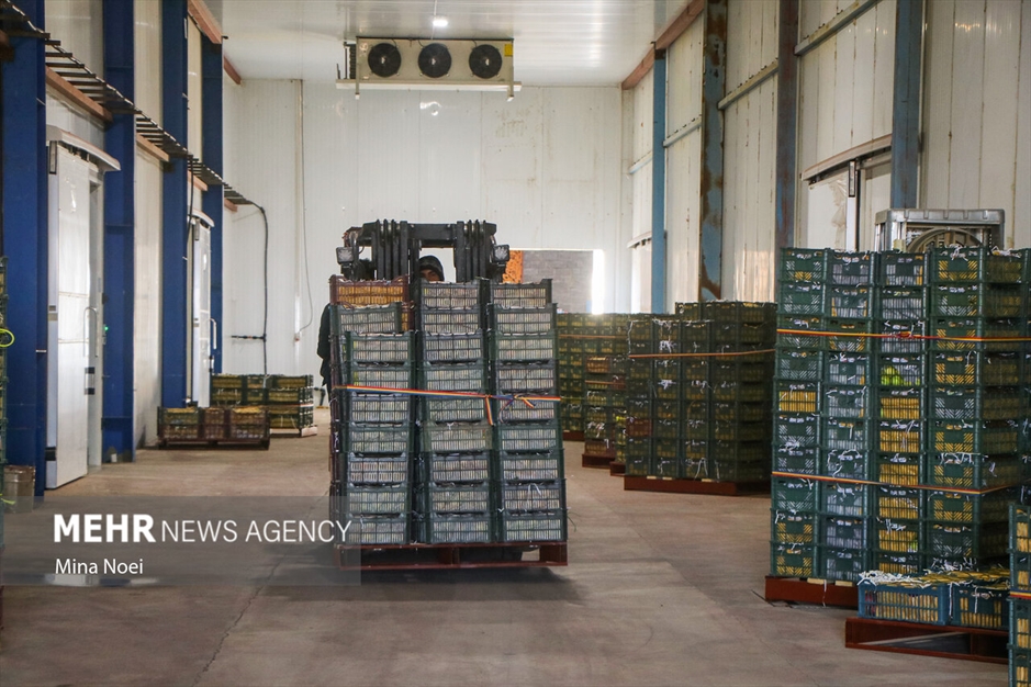 میانه قطب کشاورزی استان آذربایجان شرقی