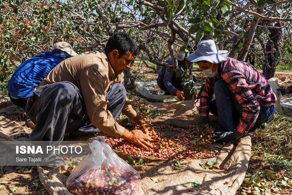 برداشت پسته از باغات زنگی آباد کرمان
