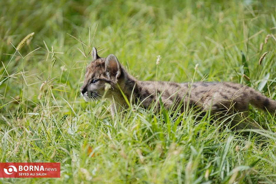گربه سانان باغ وحش صفادشت