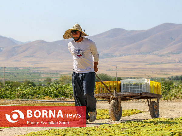 برداشت انگور در روستای آقداش