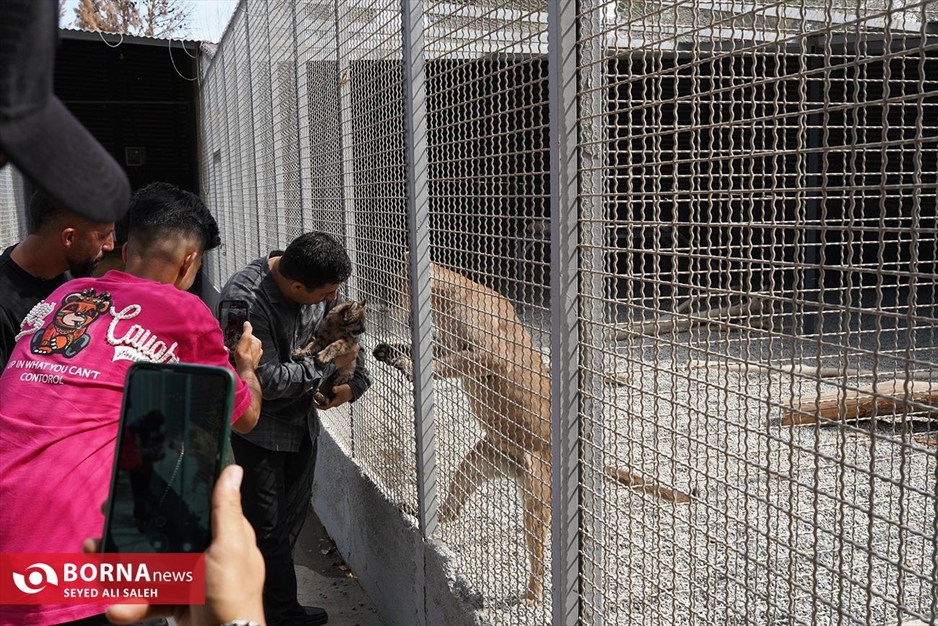 گربه سانان باغ وحش صفادشت