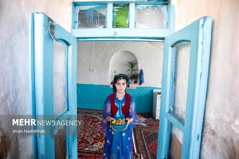 جشنواره برداشت آلو در روستای «حیدره قاضی خان»