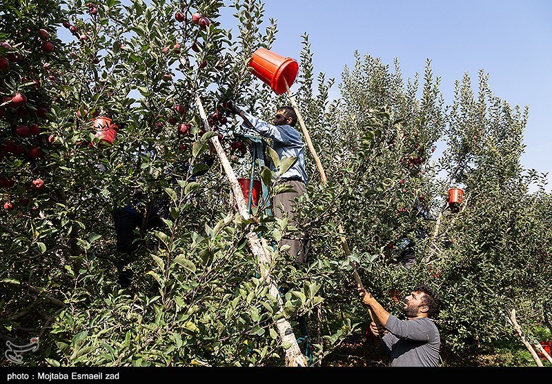 برداشت سیب از باغات ارومیه