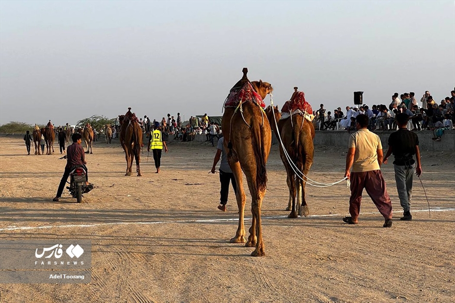 «مسابقه شترسواری» در روستای کورزین قشم