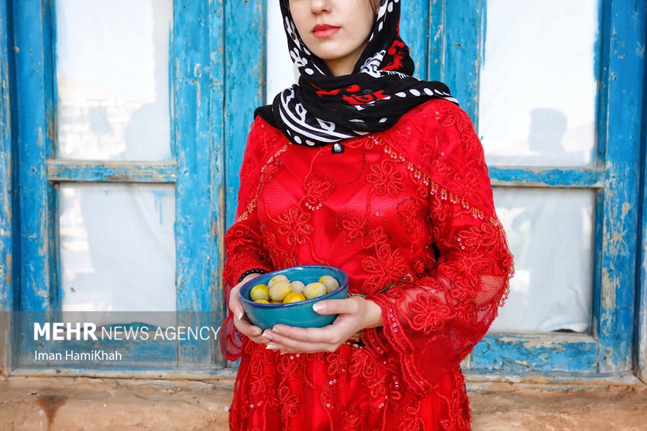 جشنواره برداشت آلو در روستای «حیدره قاضی خان»