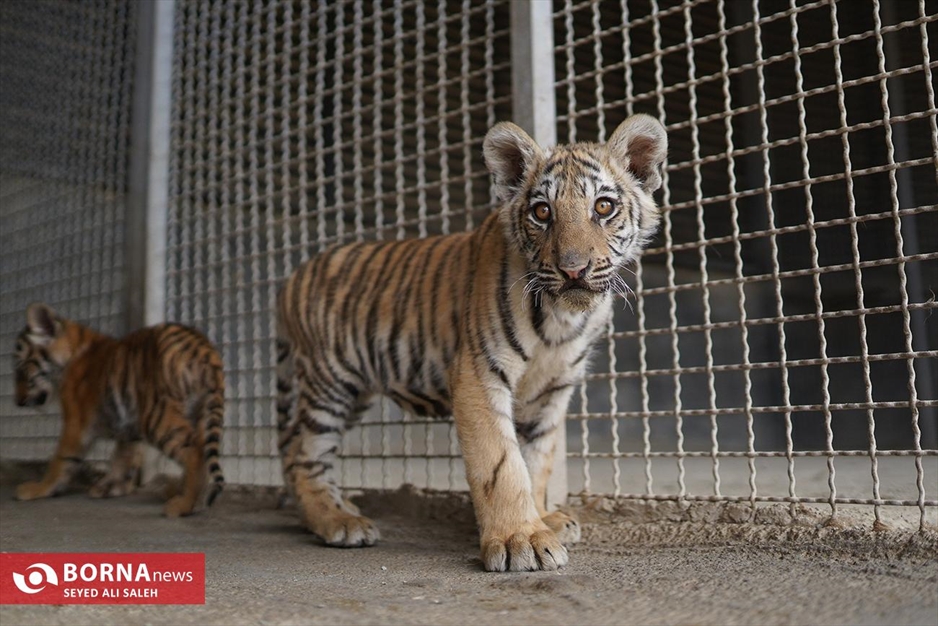 گربه سانان باغ وحش صفادشت