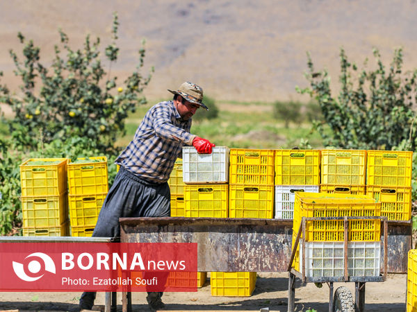 برداشت انگور در روستای آقداش