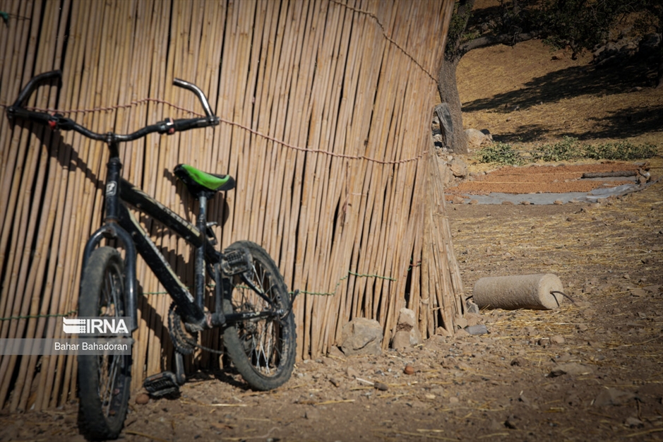 برداشت گردو در روستاهای کهگیلویه و بویراحمد