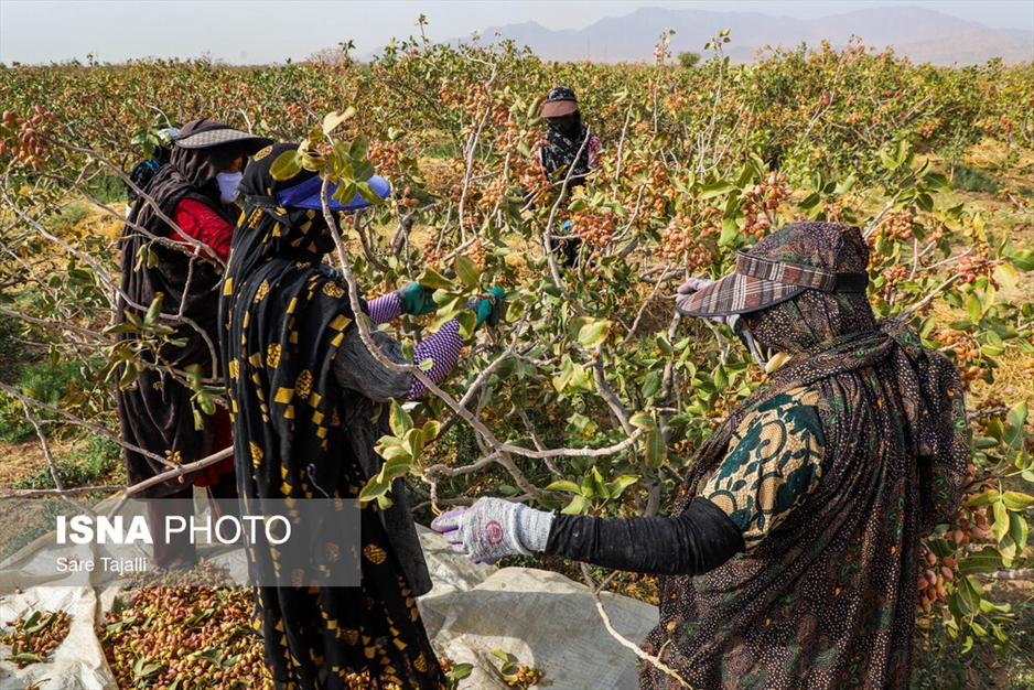 برداشت پسته از باغات زنگی آباد کرمان