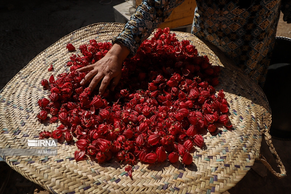 برداشت چای ترش ایرانی
