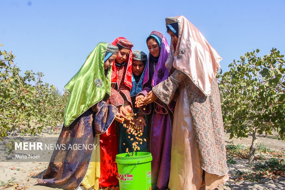 جشنواره پسته قشلاق