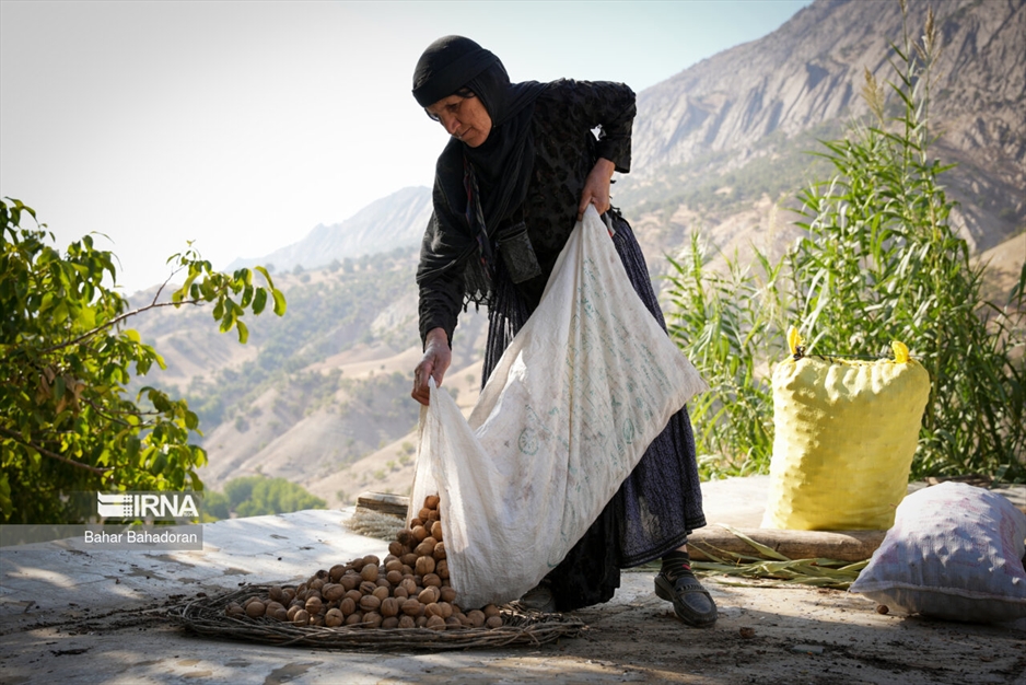 برداشت گردو در روستاهای کهگیلویه و بویراحمد