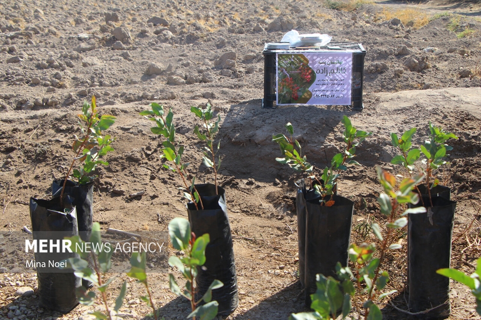 جشنواره پسته قشلاق