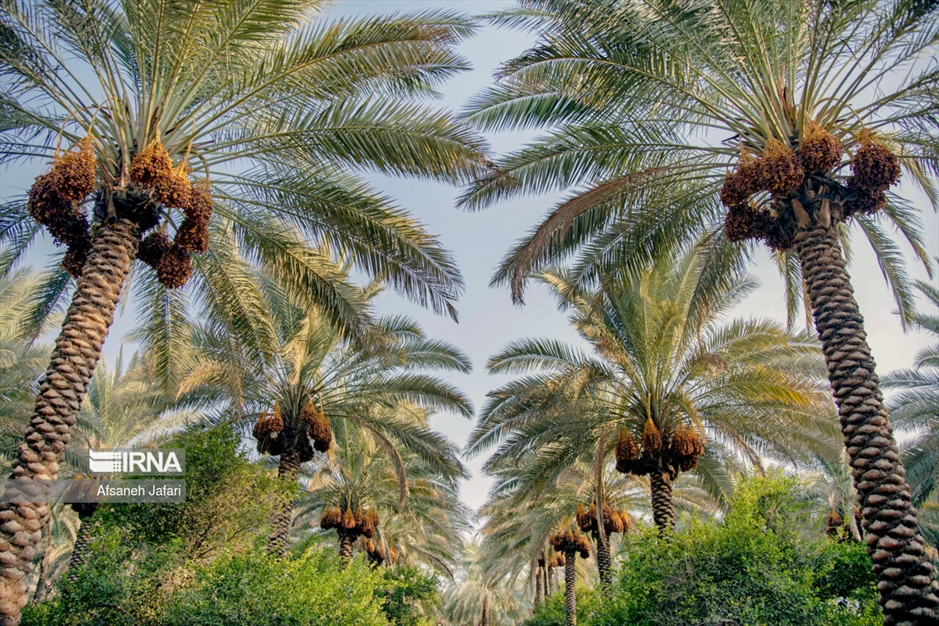 برداشت خرمای زاهدی