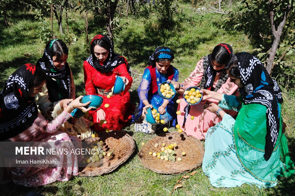 جشنواره برداشت آلو در روستای «حیدره قاضی خان»