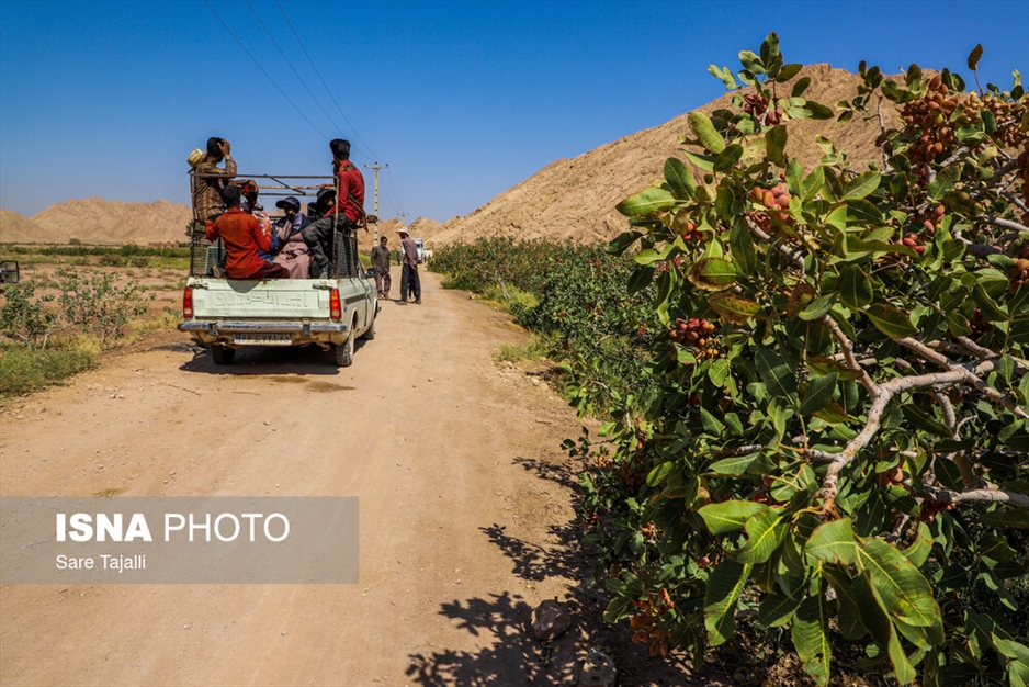 برداشت پسته از باغات زنگی آباد کرمان