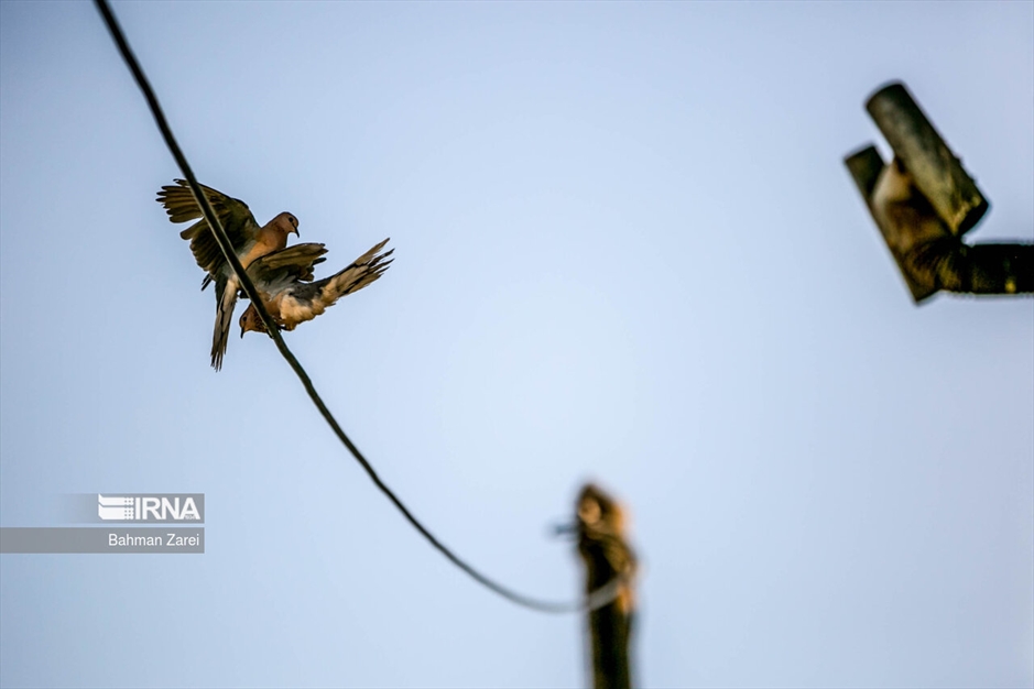 محله "فیض‌آباد"