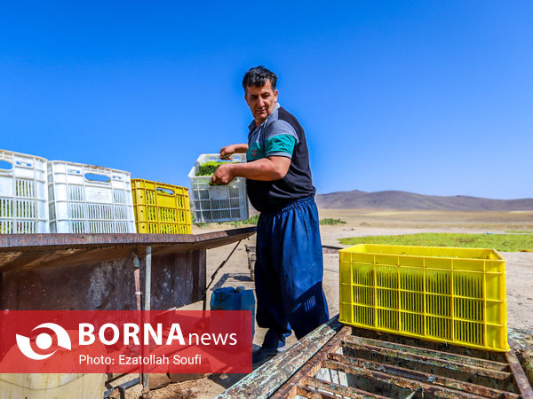 برداشت انگور در روستای آقداش