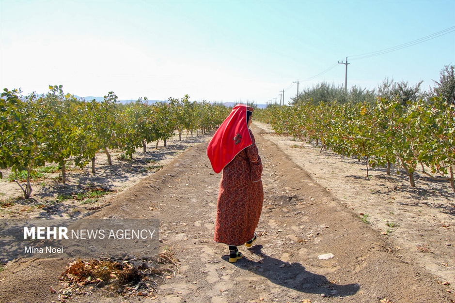 جشنواره پسته قشلاق