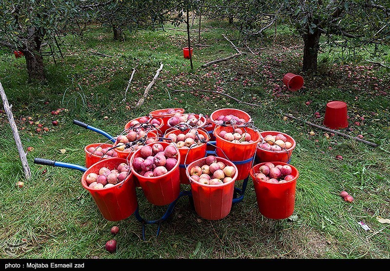برداشت سیب از باغات ارومیه