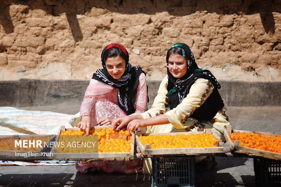 جشنواره برداشت آلو در روستای «حیدره قاضی خان»