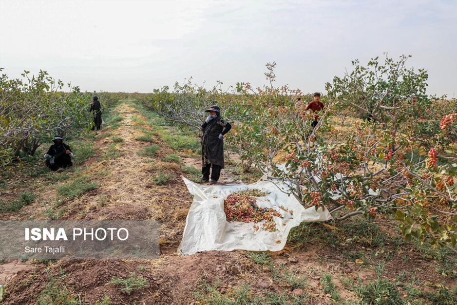برداشت پسته از باغات زنگی آباد کرمان