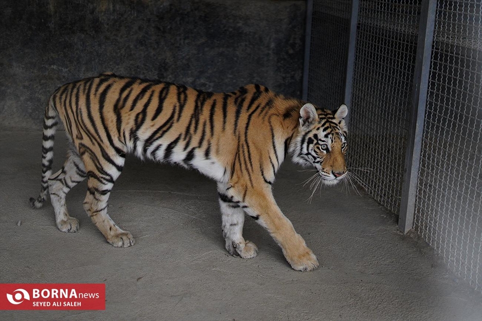 گربه سانان باغ وحش صفادشت