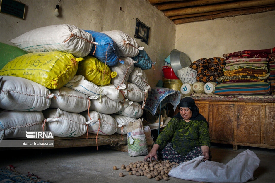 برداشت گردو در روستاهای کهگیلویه و بویراحمد