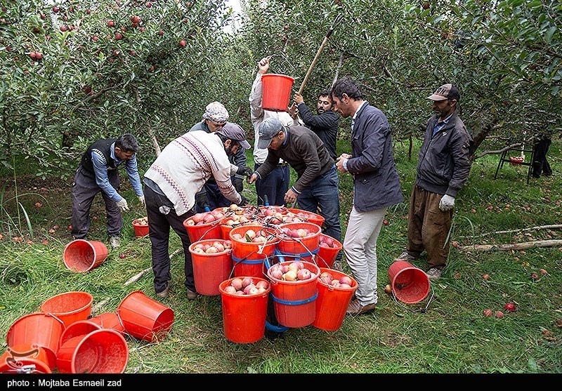 برداشت سیب از باغات ارومیه