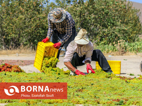 برداشت انگور در روستای آقداش