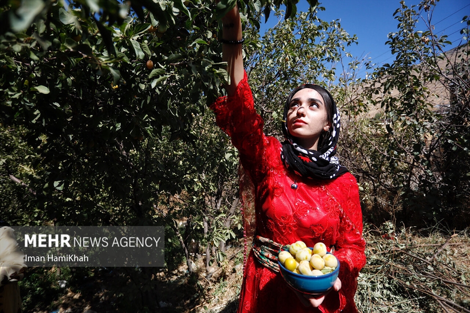 جشنواره برداشت آلو در روستای «حیدره قاضی خان»