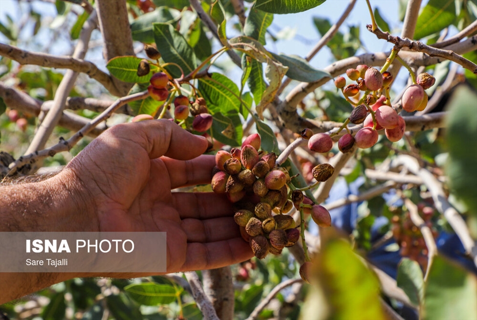 برداشت پسته از باغات زنگی آباد کرمان