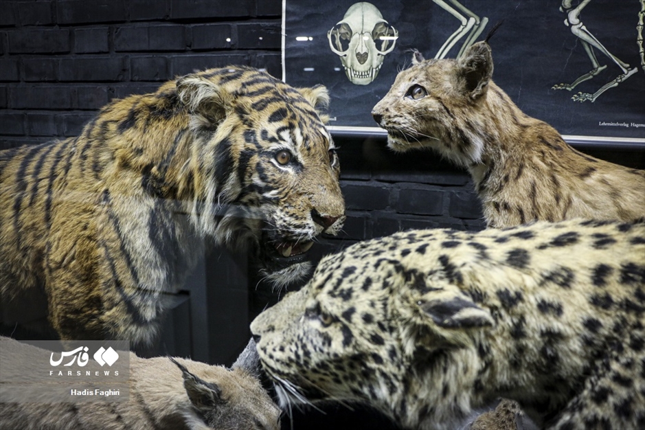 سفری بدون کوله به جهان طبیعت