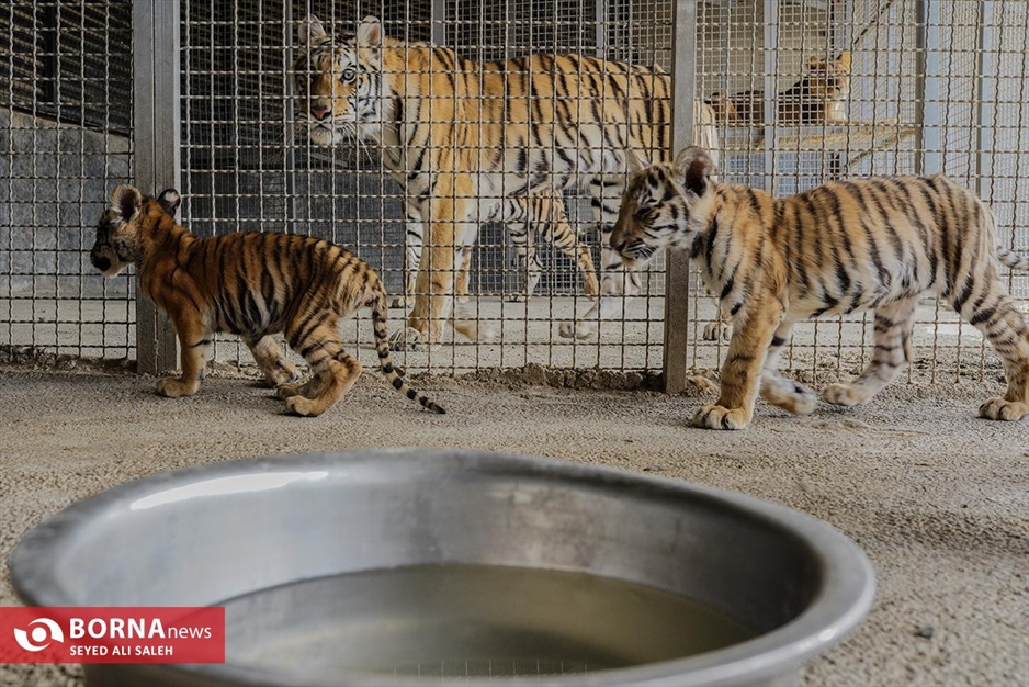 گربه سانان باغ وحش صفادشت