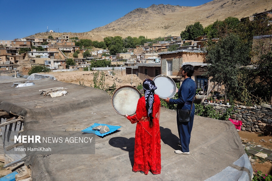 جشنواره برداشت آلو در روستای «حیدره قاضی خان»