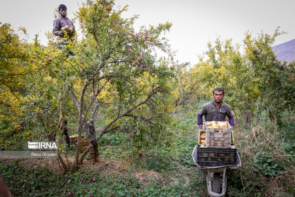 باغ های انار فاروق